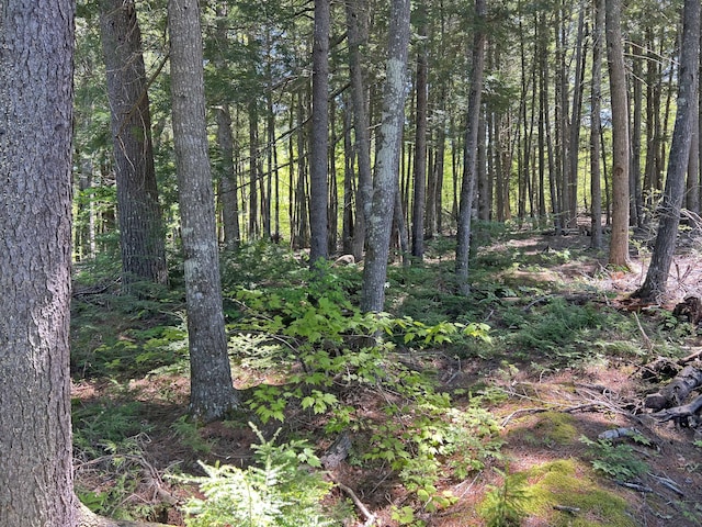 861 W Shore Rd, Otis, ME 04605 - view of wooded area