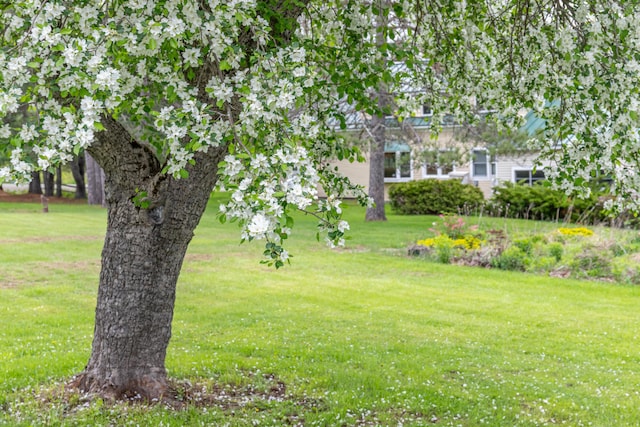 303 Williams Rd, Bradford, ME 04410 - view of green lawn