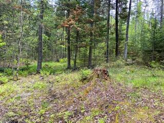 254 Eaton Rd, Dexter, ME 04435 - view of wooded area
