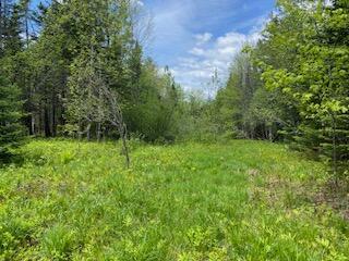 254 Eaton Rd, Dexter, ME 04435 - view of wooded area