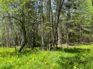 254 Eaton Rd, Dexter, ME 04435 - view of wooded area