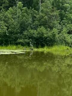 254 Eaton Rd, Dexter, ME 04435 - view of local wilderness