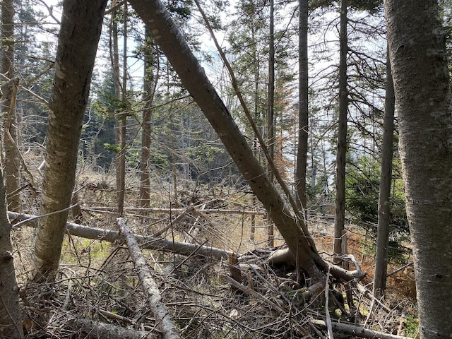 219 Willis Ln, Islesboro, ME 04848 - view of local wilderness