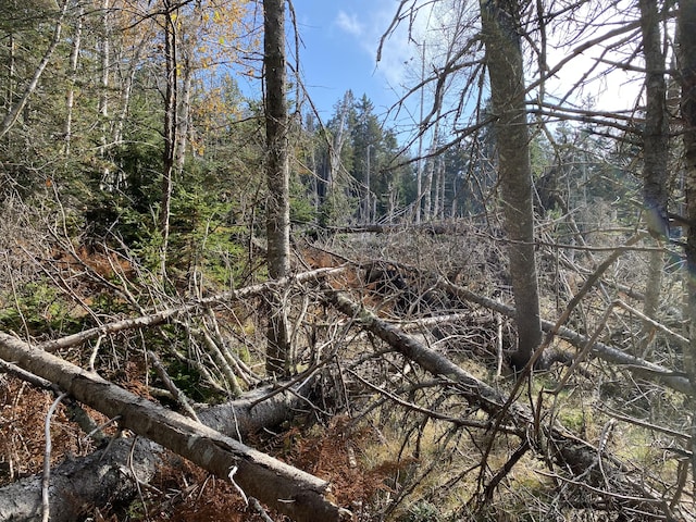 219 Willis Ln, Islesboro, ME 04848 - view of undeveloped land