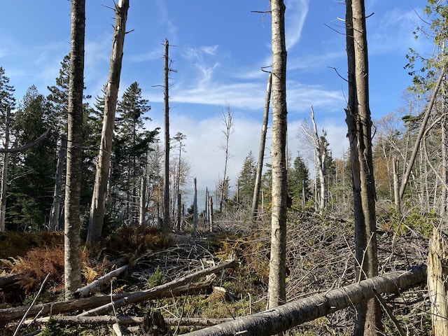 219 Willis Ln, Islesboro, ME 04848 - view of local wilderness