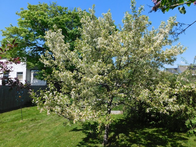 56 Allen St, Bangor, ME 04401 - view of yard