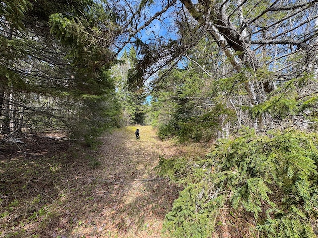 M2L3-M6L16 Campbell Rd, Whiting, ME 04691 - view of wooded area