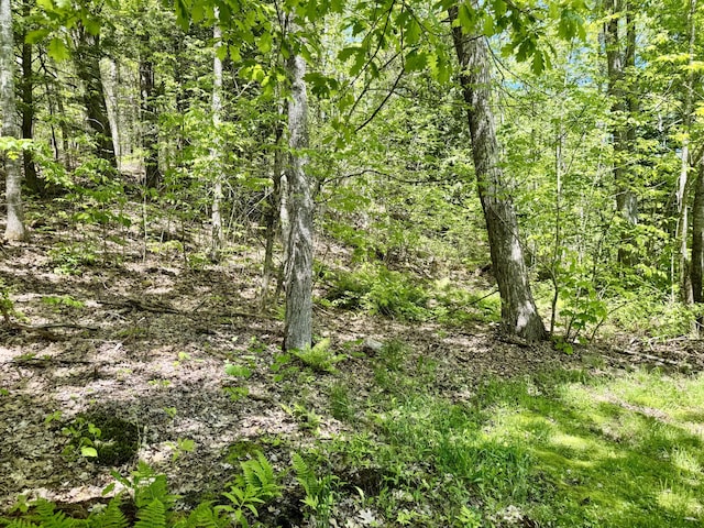 323 Main St S, Searsmont, ME 04973 - view of woods