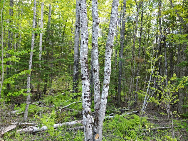 LOT12-1A Hale Farm Rd, Lee, ME 04455 - photo 10