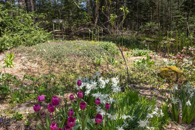 12 Bakers Pt, Steuben, ME 04680 - view of yard