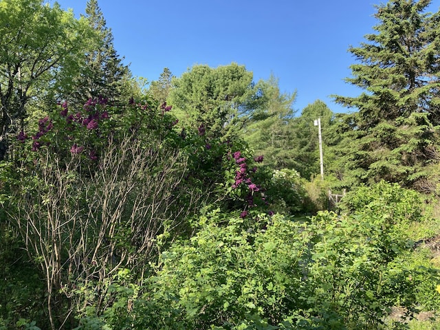 12 Bakers Pt, Steuben, ME 04680 - view of tree filled area