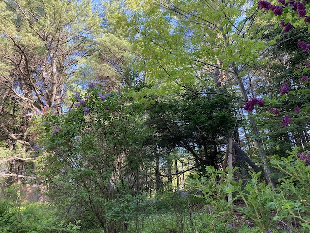 12 Bakers Pt, Steuben, ME 04680 - view of woods