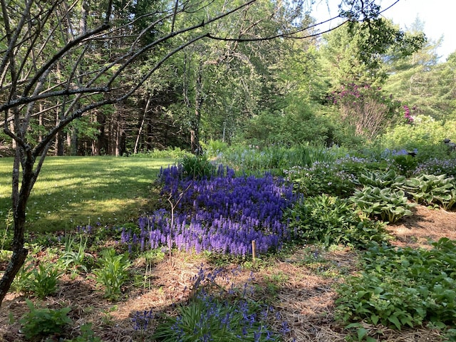12 Bakers Pt, Steuben, ME 04680 - view of green lawn featuring a view of trees
