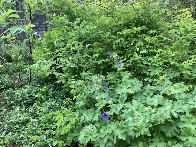 12 Bakers Pt, Steuben, ME 04680 - view of nature