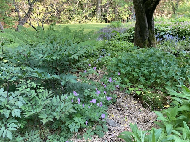 12 Bakers Pt, Steuben, ME 04680 - view of local wilderness