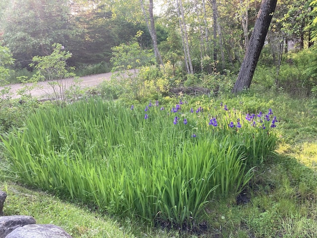 12 Bakers Pt, Steuben, ME 04680 - view of yard featuring a wooded view