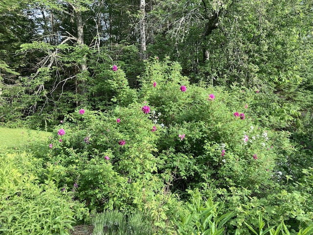 12 Bakers Pt, Steuben, ME 04680 - view of undeveloped land