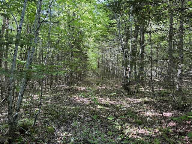 168 W Tucker Ridge Rd, Springfield, ME 04487 - view of wooded area