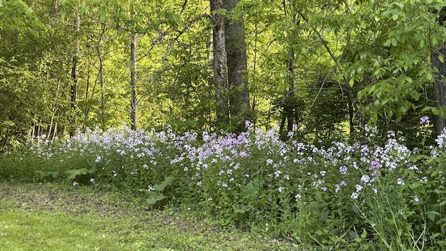 40 Justin Ln, Hermon, ME 04401 - view of woods