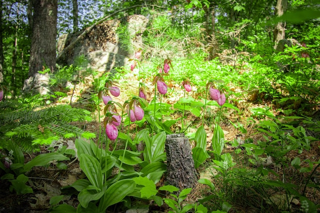 12 Hixon Hill Dr, Woolwich, ME 04579 - view of local wilderness