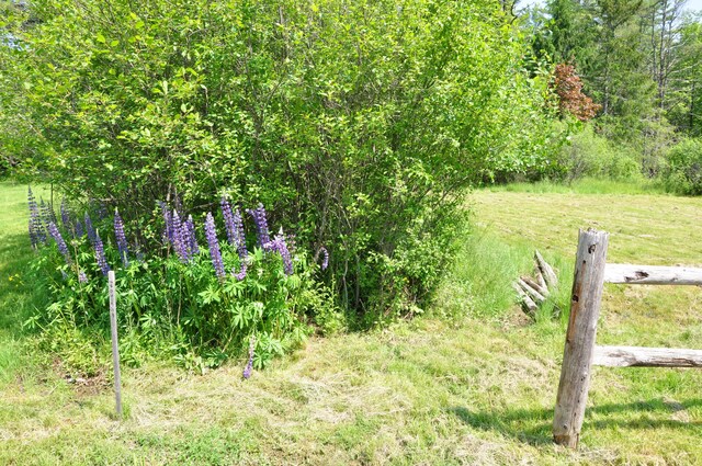 5 Charles St, Orono, ME 04473 - view of green lawn
