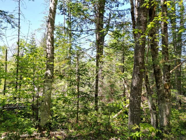LOT5 Fogg Brook Rd, Lowell, ME 04493