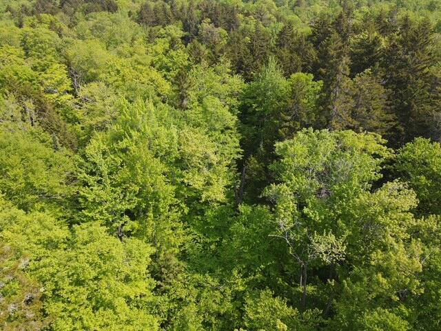 LOT2 Scammon Rd, Greenville, ME 04441
