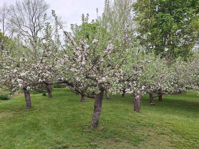 433 Hudson Rd, Corinth, ME 04427 - view of green lawn