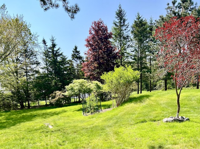 463 Seawall Rd, Southwest Harbor, ME 04679 - view of green lawn