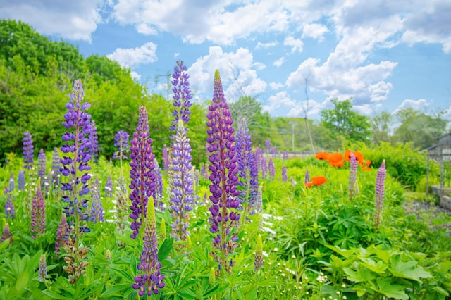 511 Main Rd, Phippsburg, ME 04562 - view of nature