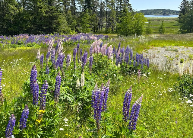 LOT20.1 Smokehouse Rd, Trescott Twp, ME 04652