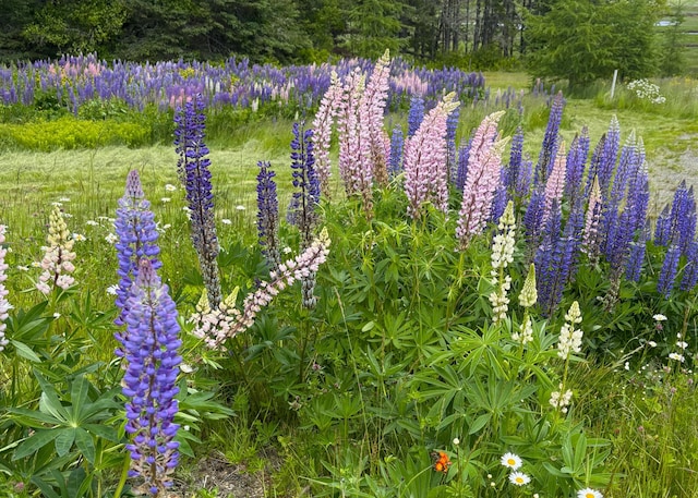 LOT20.1 Smokehouse Rd, Trescott Twp, ME 04652