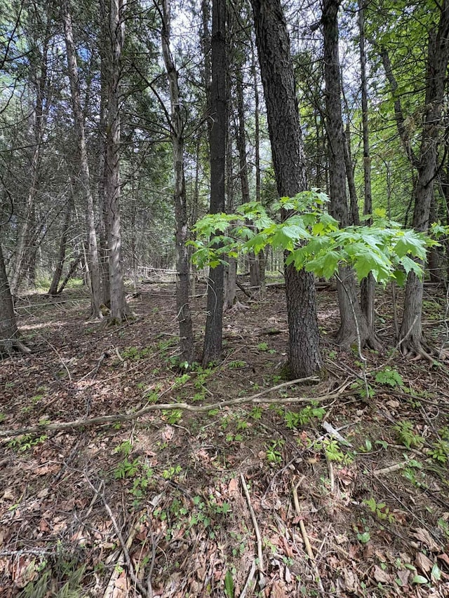 323 Pine St, Dover-Foxcroft, ME 04426 - view of nature