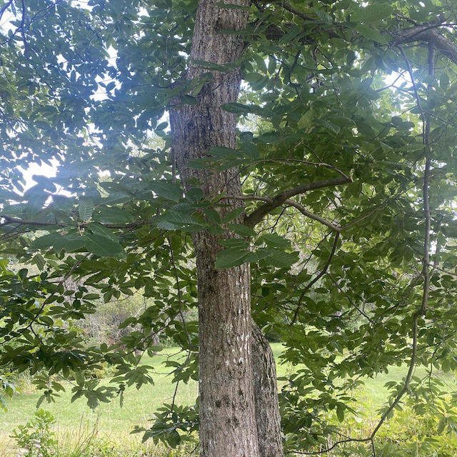 323 Pine St, Dover-Foxcroft, ME 04426 - view of nature