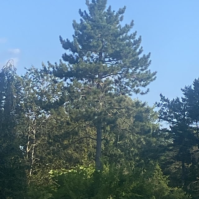 323 Pine St, Dover-Foxcroft, ME 04426 - view of wooded area