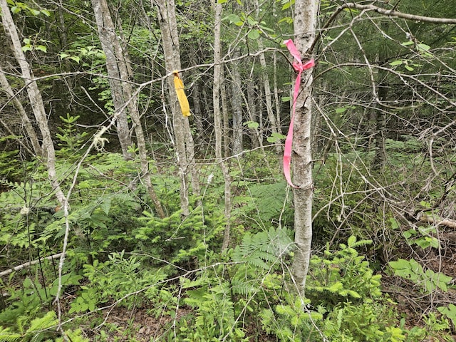 M17L5 Number 7 Rd, Steuben, ME 04680
