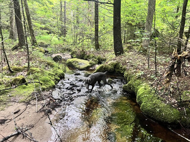 LOT06 Mcintire Rd, Waterford, ME 04088 - photo 8