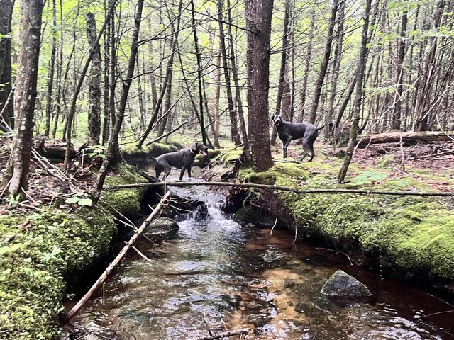 LOT06 Mcintire Rd, Waterford, ME 04088 - photo 5