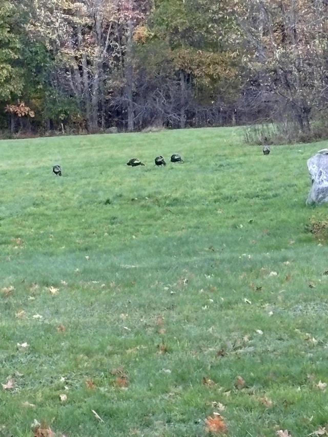 180 Chadbourne Rd, Harmony, ME 04942 - view of grassy yard