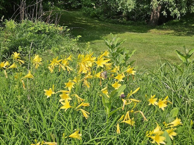 28 Varnum Pond Rd, Temple, ME 04984 - view of green lawn