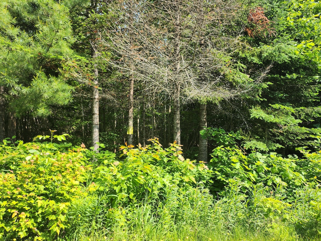 LOT29B Windfall Ln, Palmyra, ME 04965 - photo 2