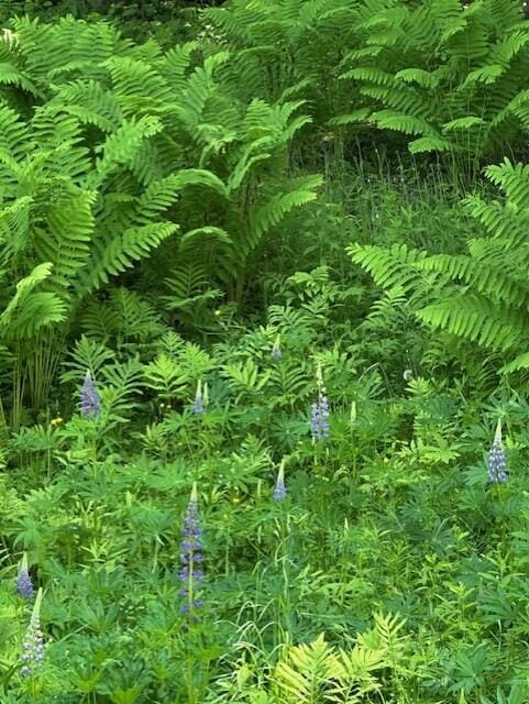 2073 Western Ave, Newburgh, ME 04444 - view of nature