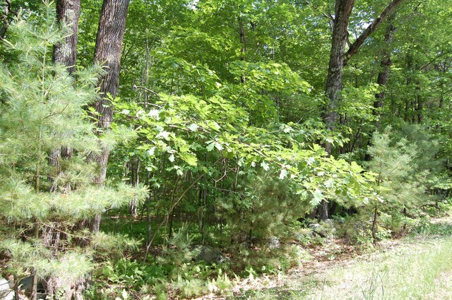 0 New Gloucester Rd, North Yarmouth, ME 04097 - photo 8