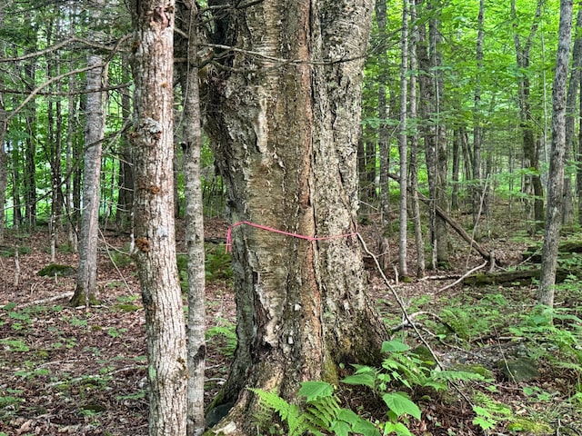 LOT17 Quarry Ave, Brownville, ME 04414 - photo 8