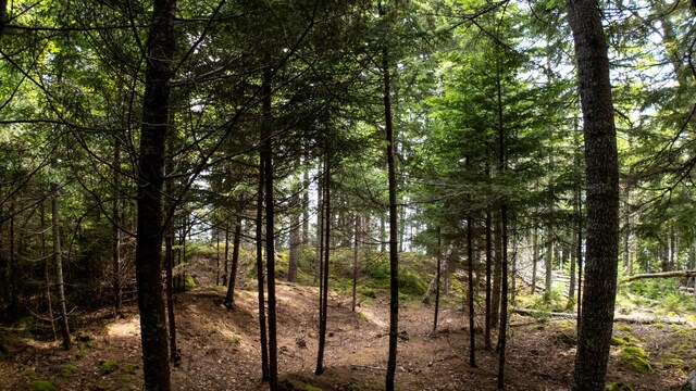 LOTS2 Looks Cemetery Rd, Jonesboro, ME 04648 - photo 15
