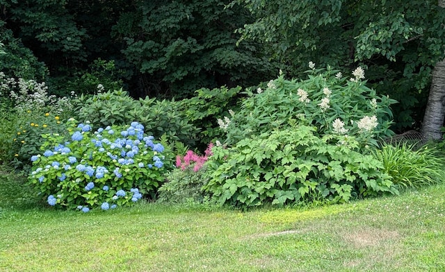428 Webbs Mills Rd, Raymond, ME 04071 - view of yard