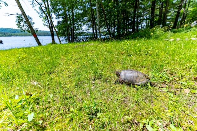 532 Cape Monday Rd, Harrison, ME 04040 - photo 46