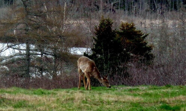 163 Middle Rd, North Haven, ME 04853 - photo 34