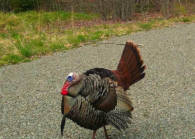 LOT12 S Rd S, Dixmont, ME 04932