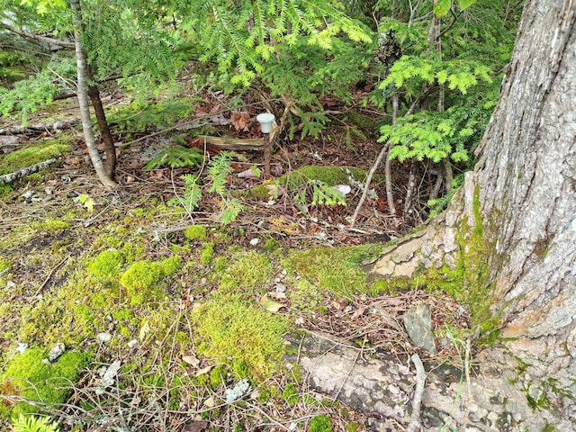114 E Shore Rd, Benedicta Twp, ME 04733 - view of nature